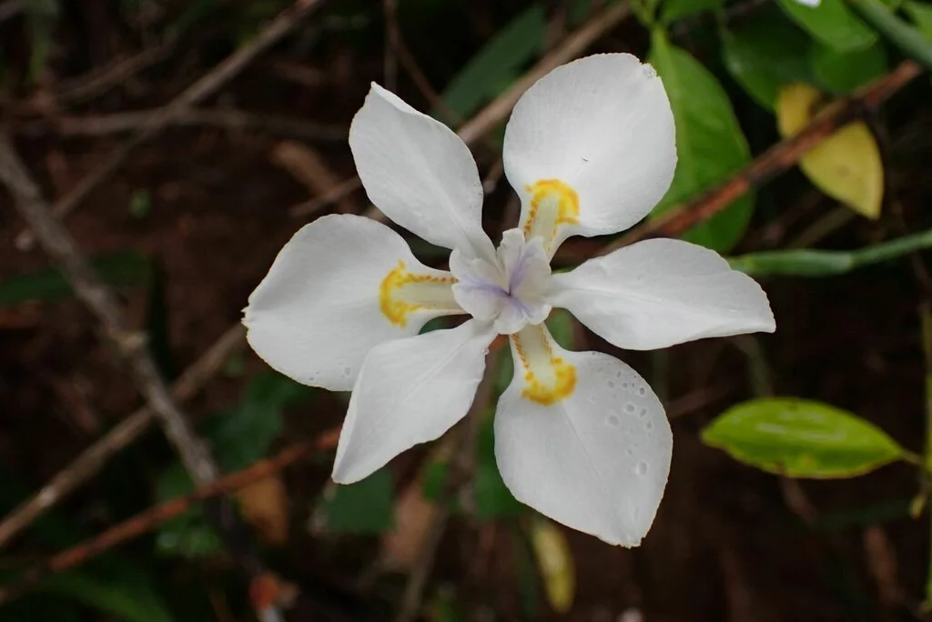 Dietes Iridioides