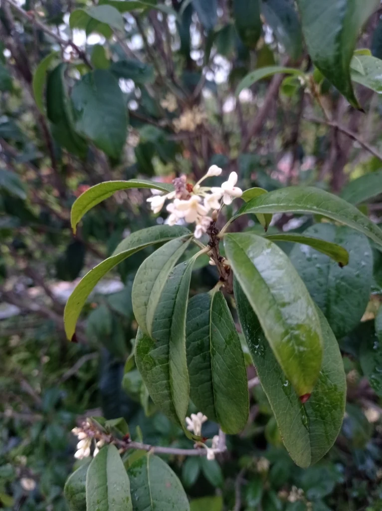 Osmanthus Fragrans