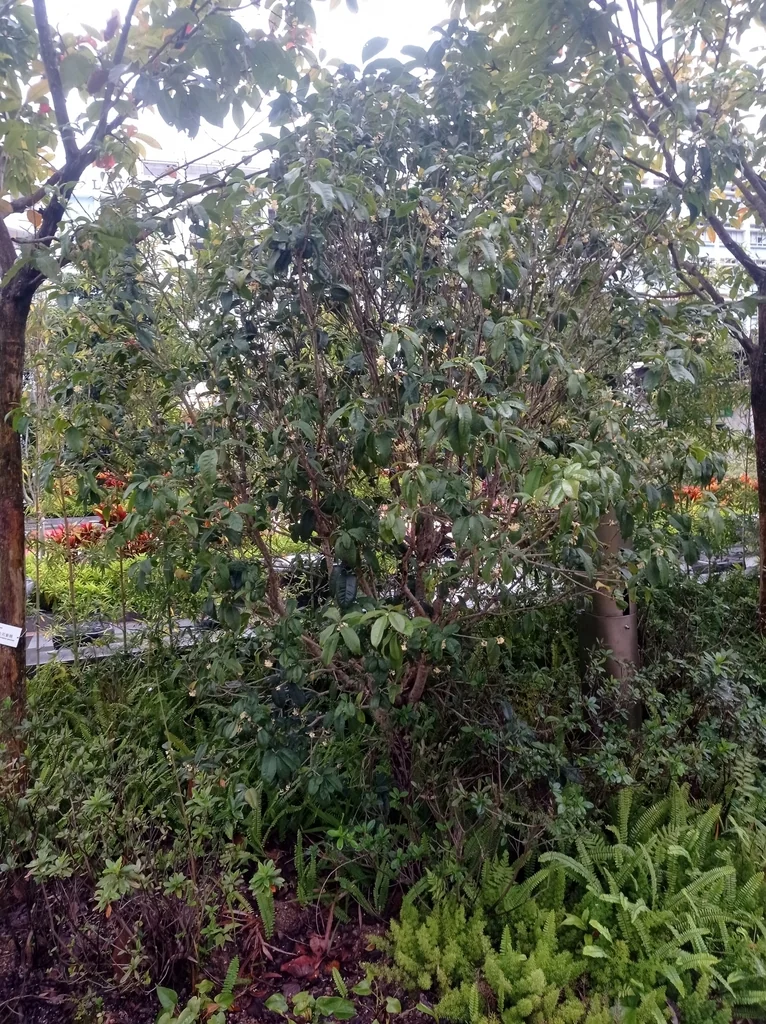 Osmanthus Fragrans
