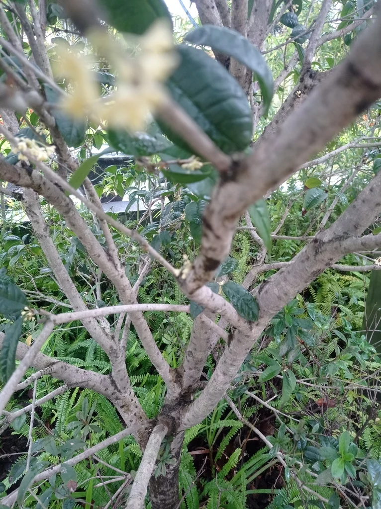 Osmanthus Fragrans