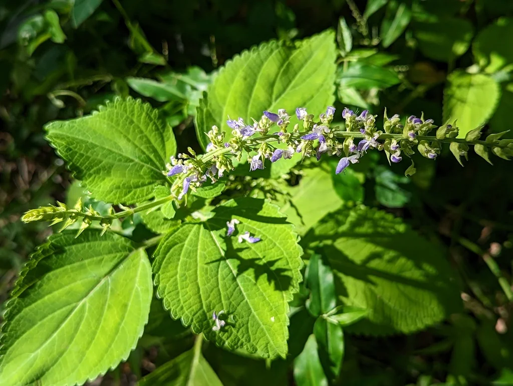 Coleus scutellarioides