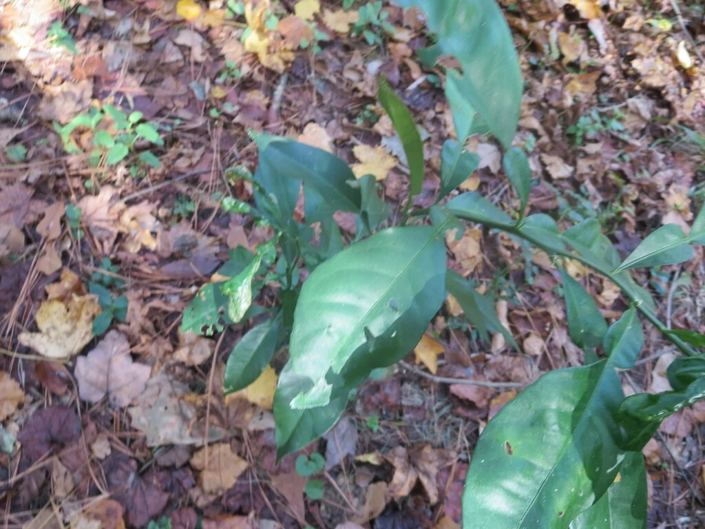 Citrus Aurantium