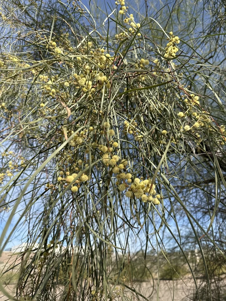 Acacia Stenophylla
