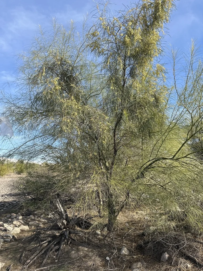 Acacia Stenophylla