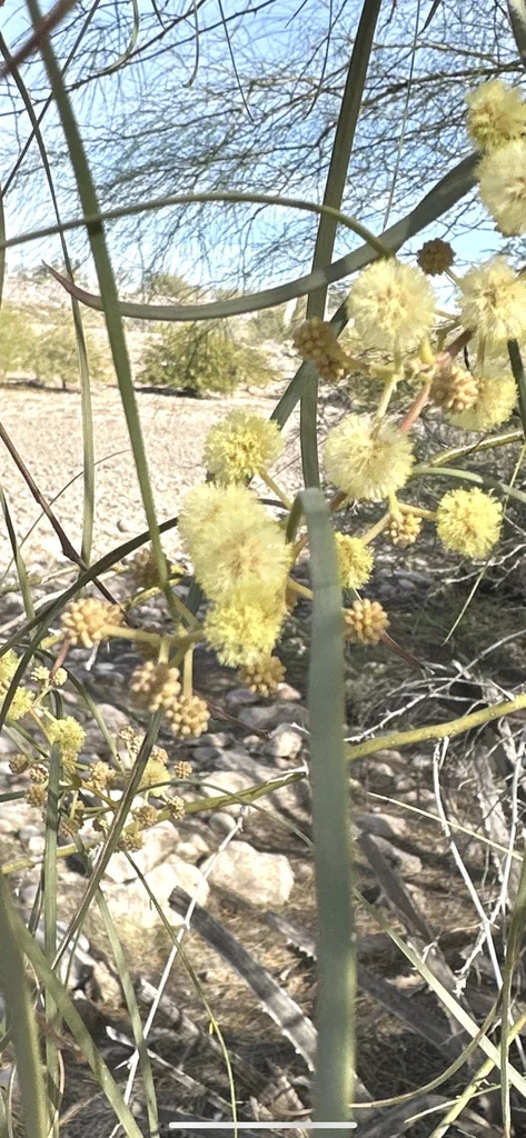 Acacia Stenophylla