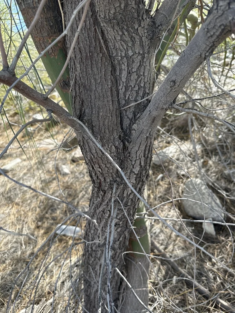 Acacia Stenophylla