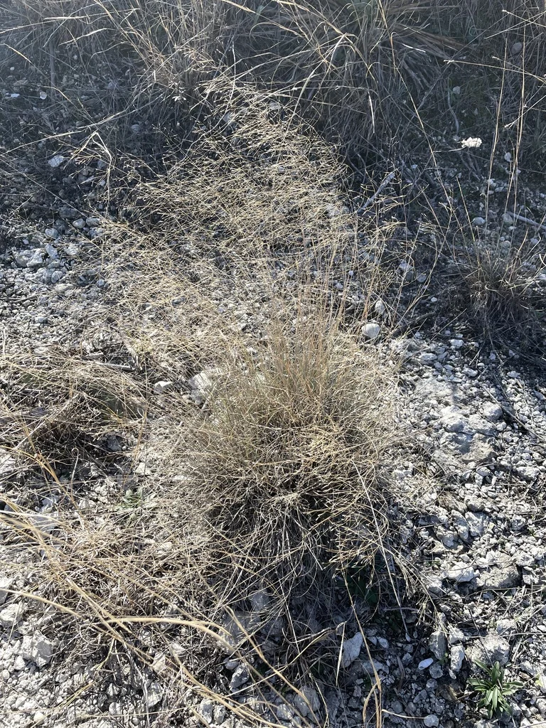 Muhlenbergia Reverchonii