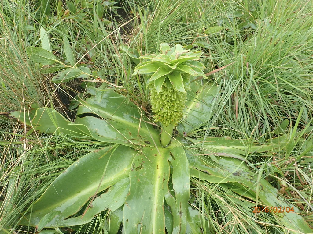 Eucomis Autumnalis