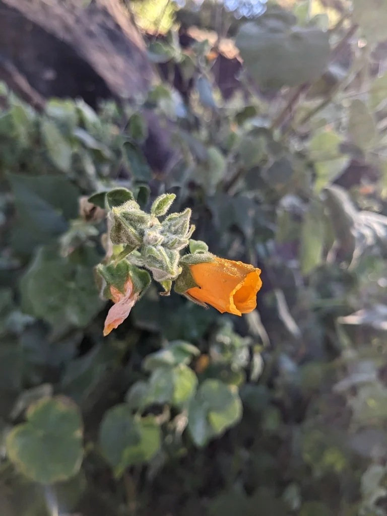 Abutilon Palmeri