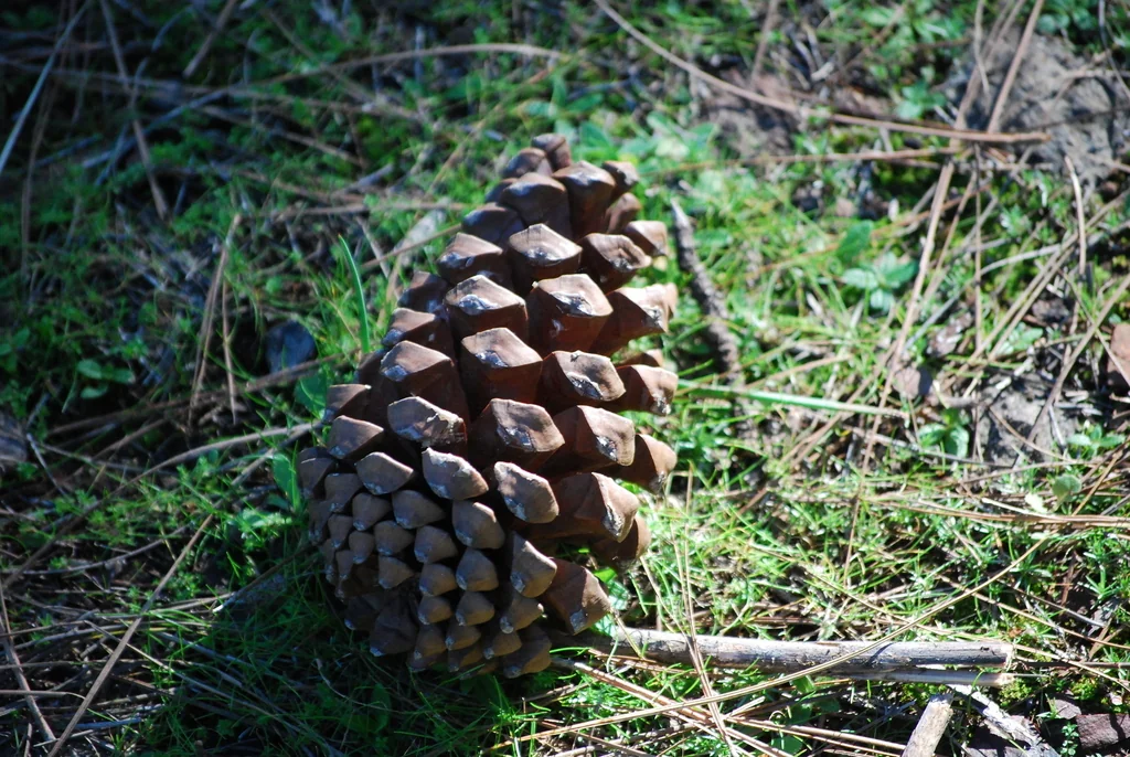 Pinus Canariensis