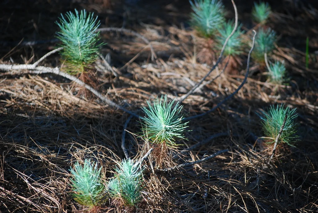 Pinus Canariensis