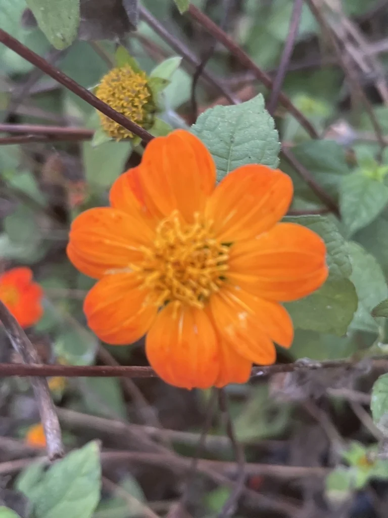 Tithonia Rotundifolia