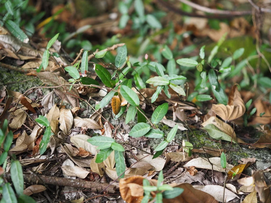 Trachelospermum Jasminoides