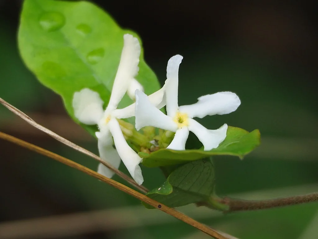 Trachelospermum Jasminoides