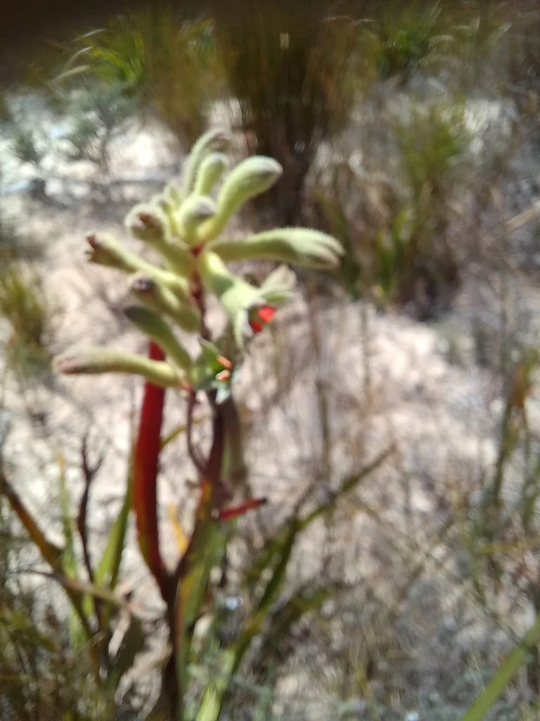 Anigozanthos Flavidus