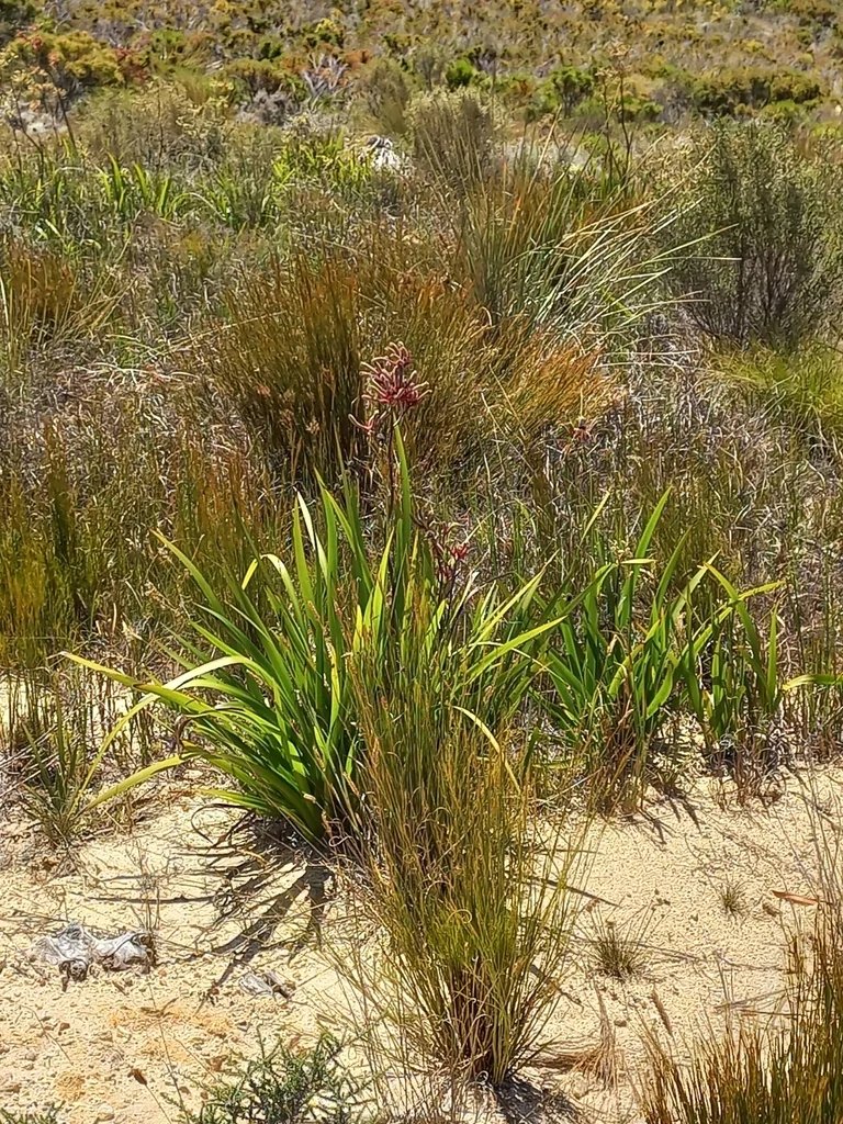 Anigozanthos Flavidus
