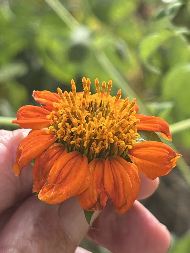 Tithonia Rotundifolia