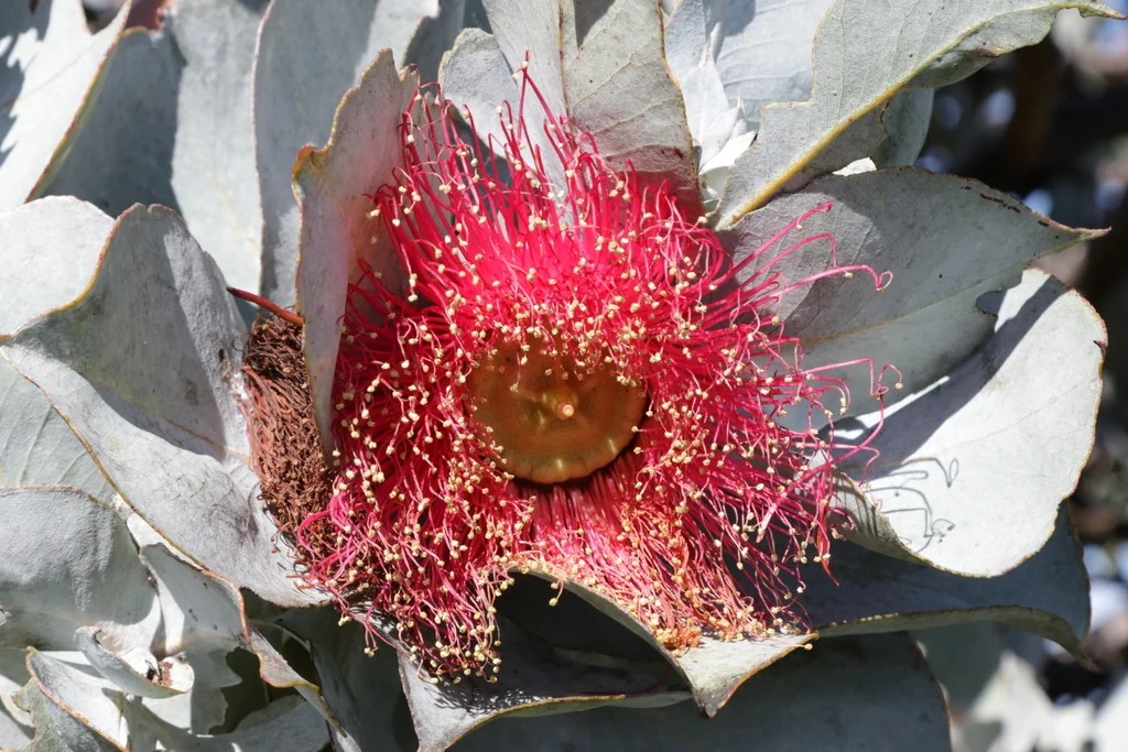 Eucalyptus Macrocarpa
