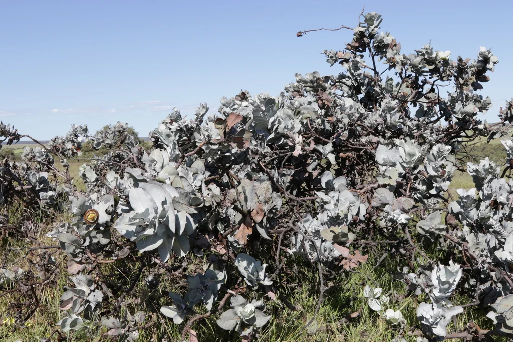 Eucalyptus Macrocarpa