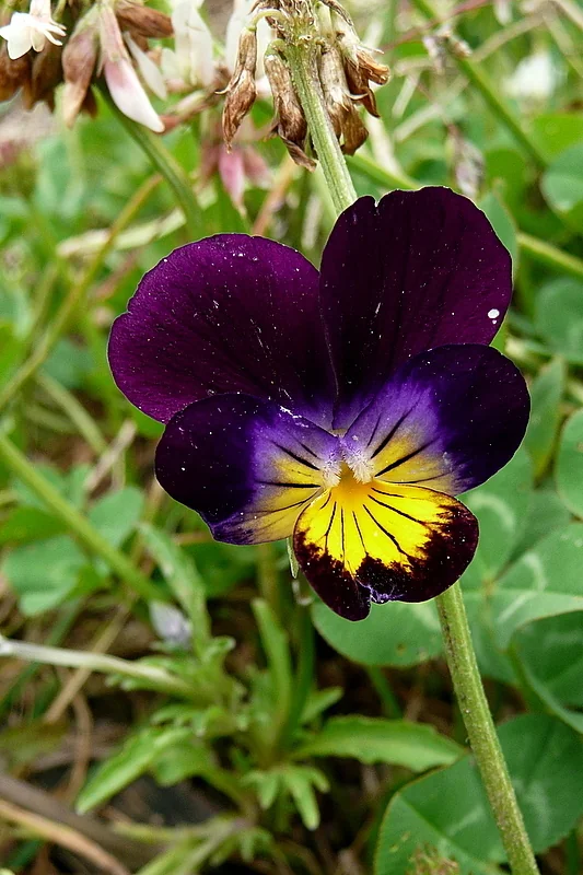 Viola X Wittrockiana