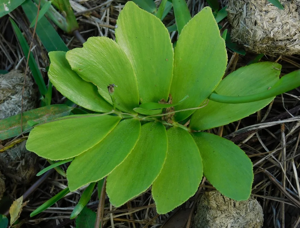 Zamia Furfuracea