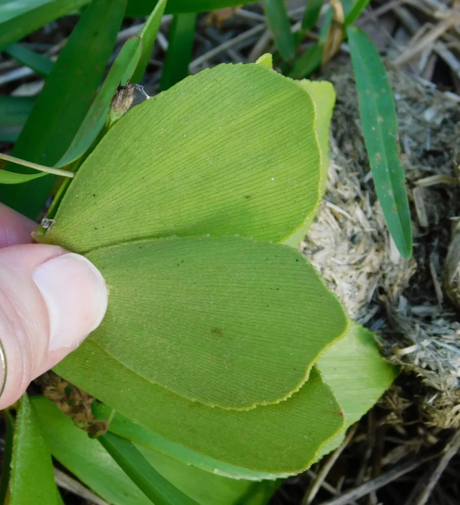 Zamia Furfuracea