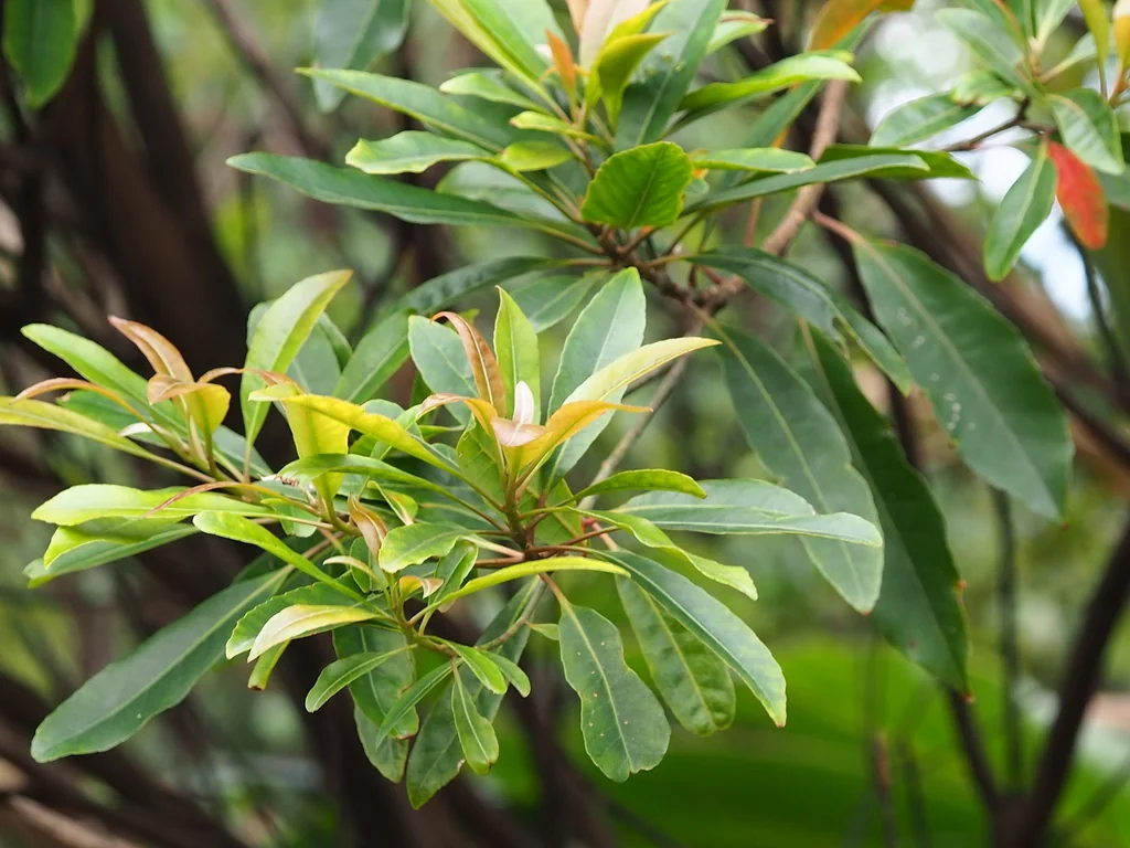 Elaeocarpus Decipiens