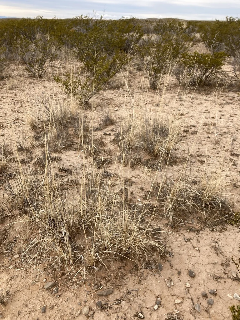 Sporobolus Airoides