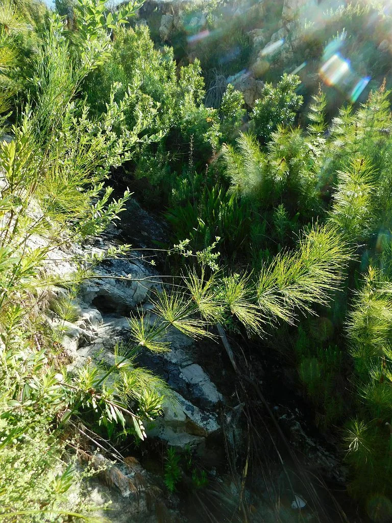 Elegia Capensis