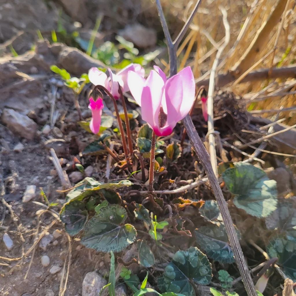 Cyclamen Persicum