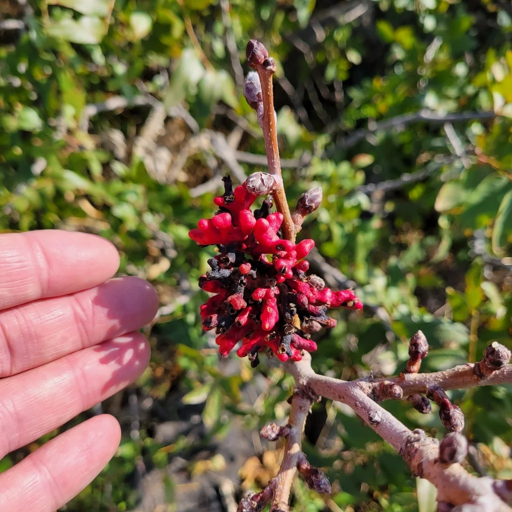 Pistacia Atlantica