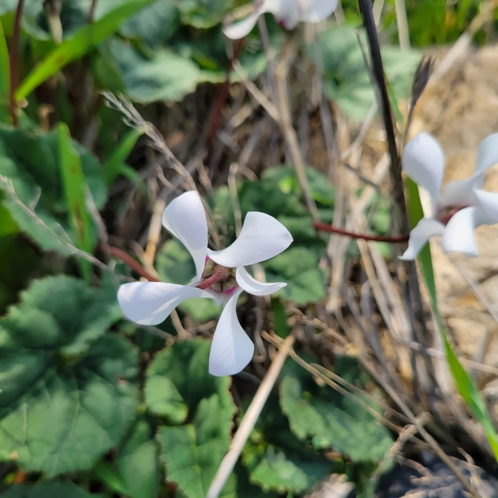 Cyclamen Persicum