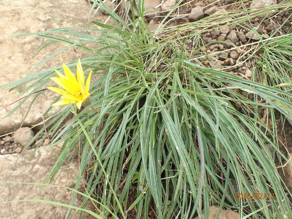 Gazania Krebsiana