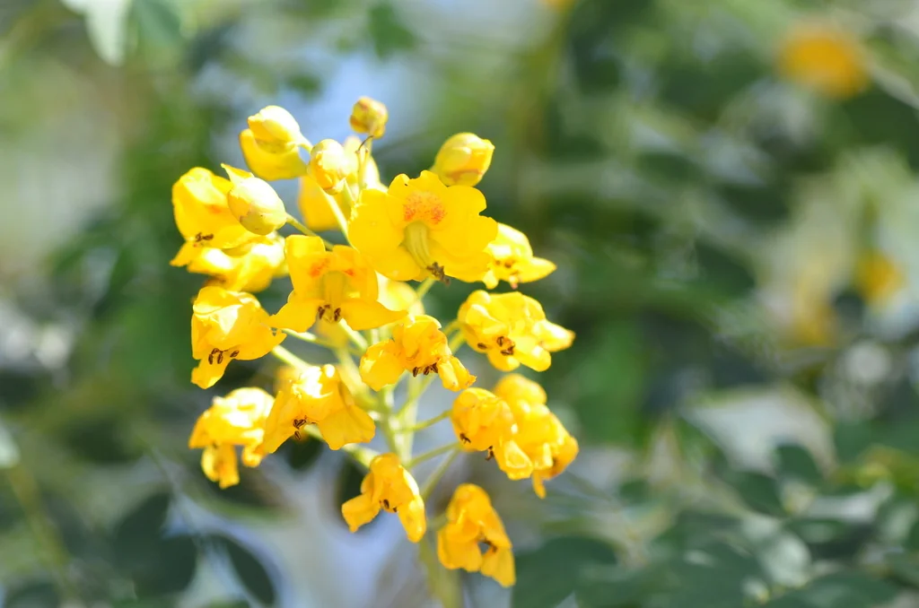 Caesalpinia Mexicana