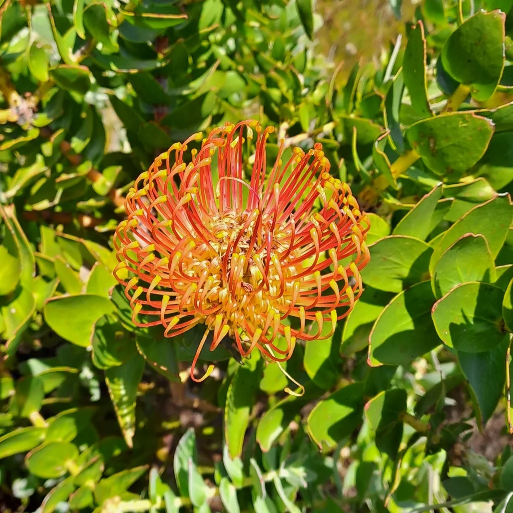 Leucospermum Cordifolium