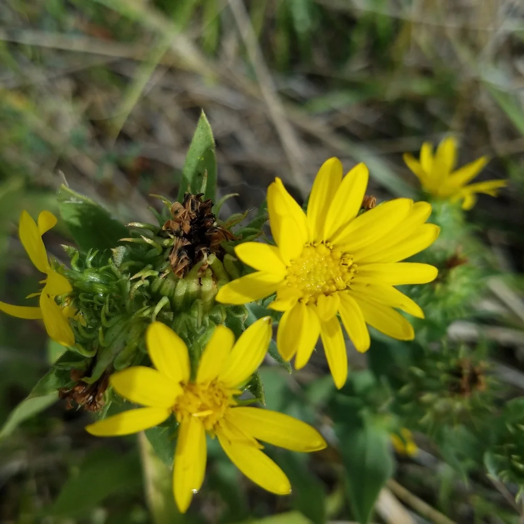 Grindelia Integrifolia