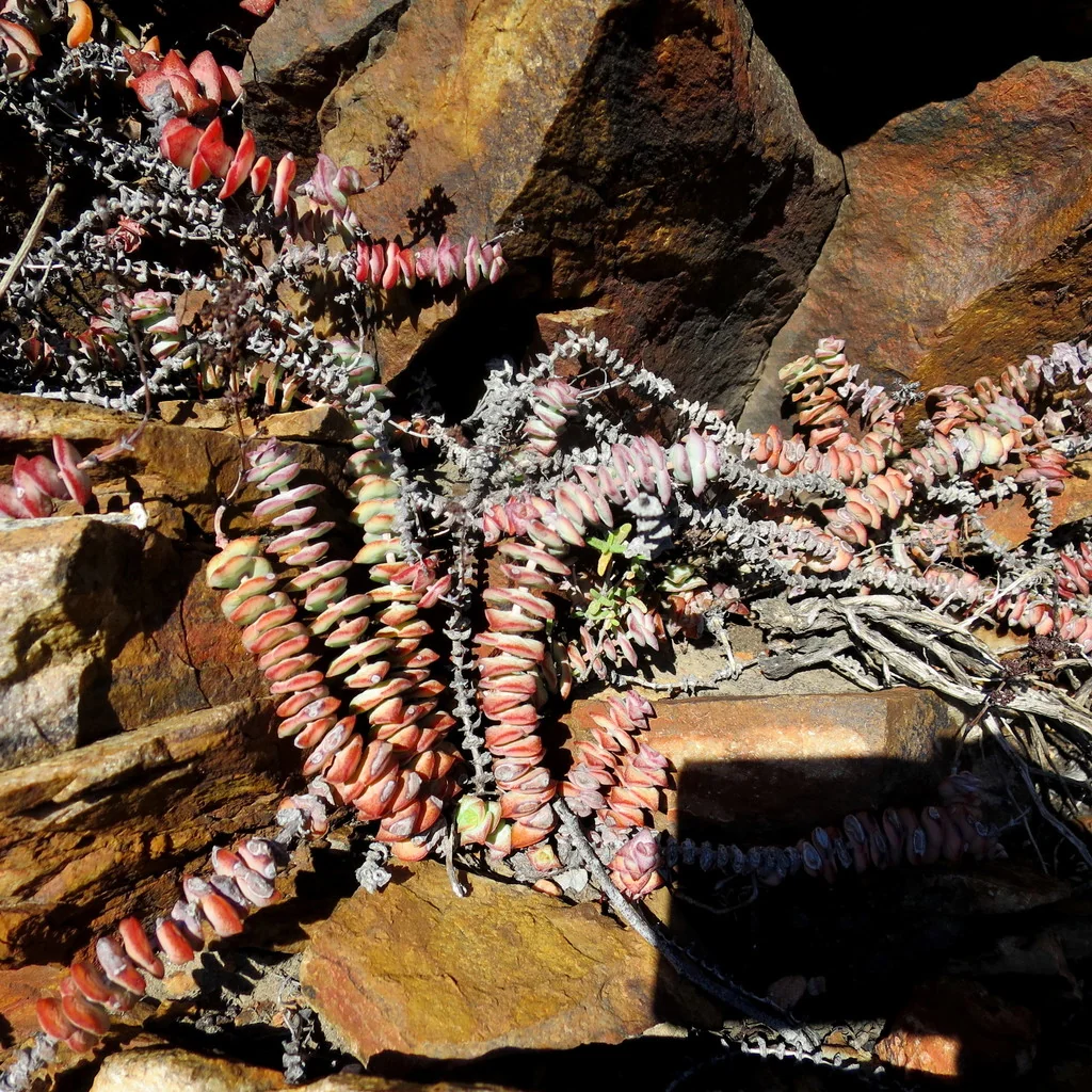 Crassula Perforata