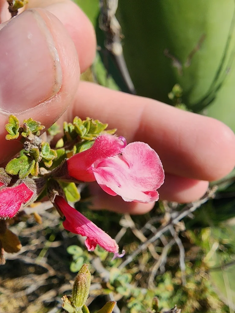 Salvia Microphylla