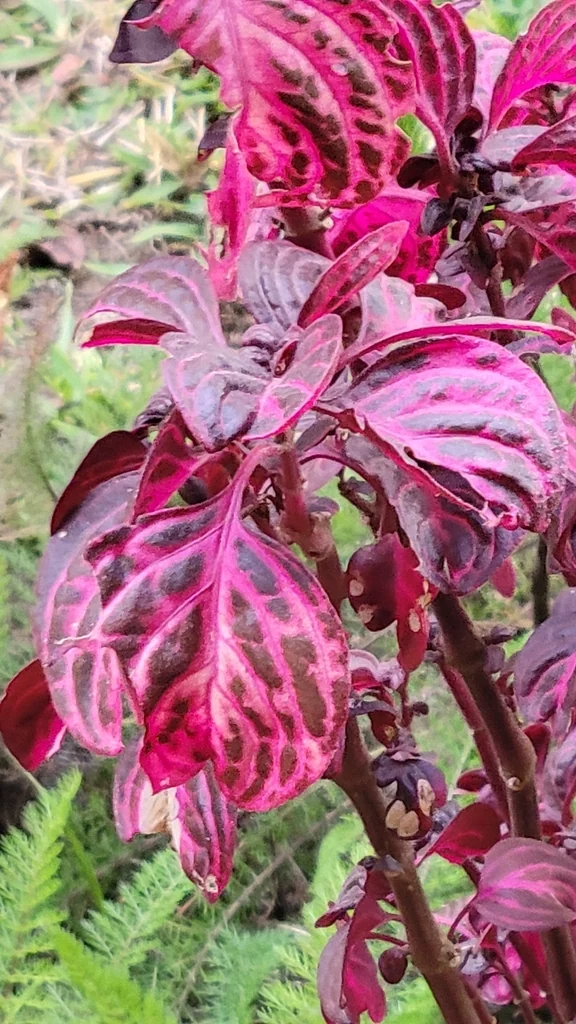 Iresine Herbstii
