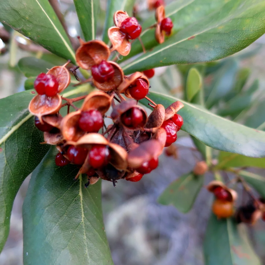 Pittosporum Viridiflorum