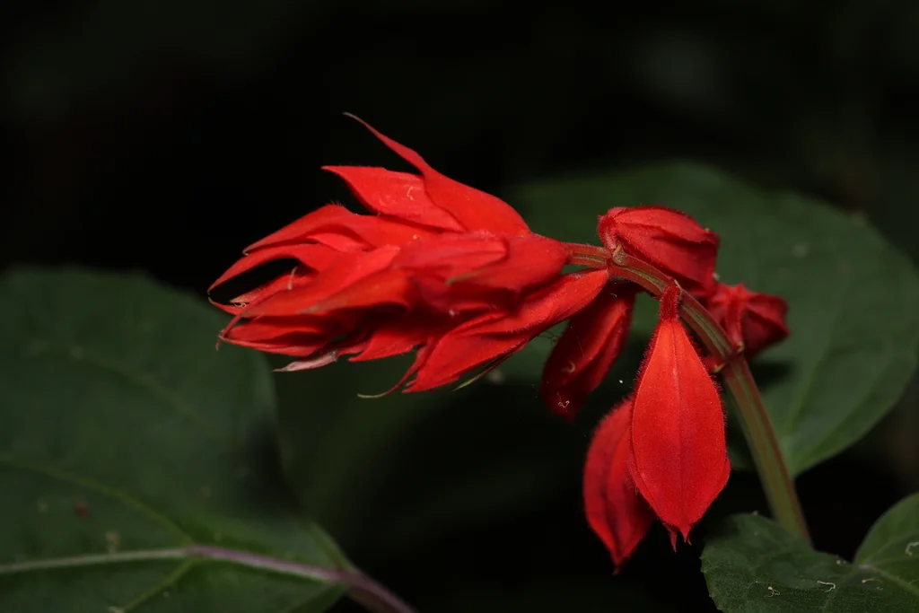 Salvia Splendens