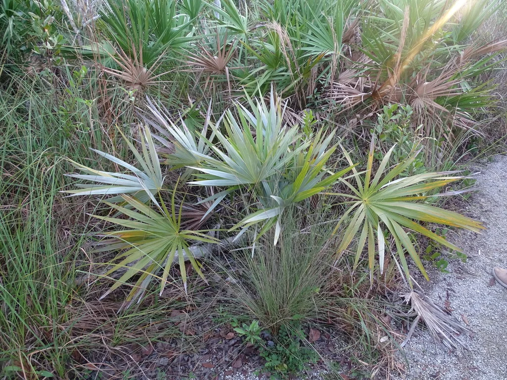 Leucothrinax Morrisii