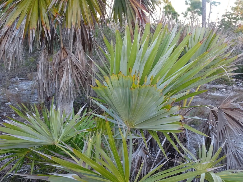Leucothrinax Morrisii