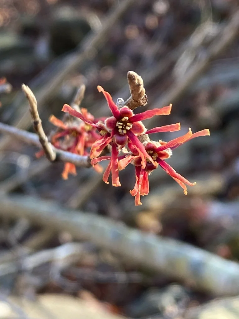 Hamamelis Vernalis