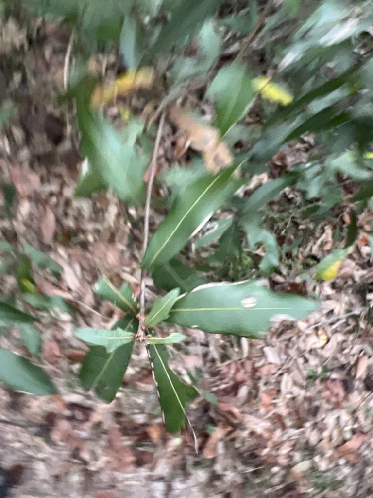 Quercus Hemisphaerica