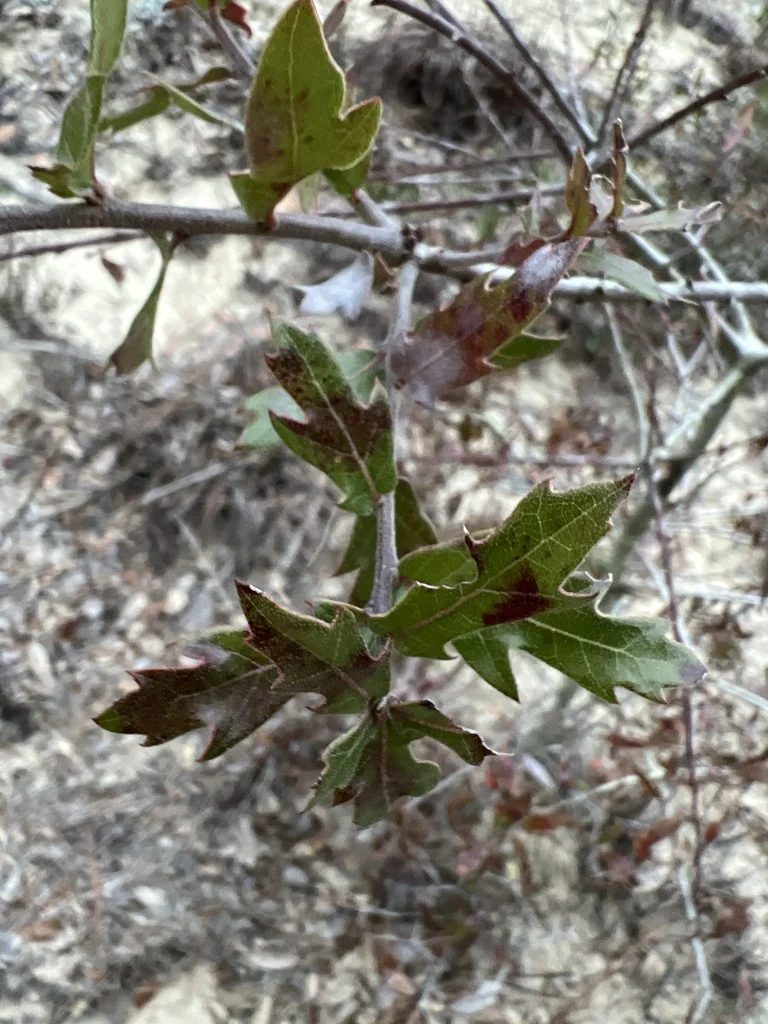 Quercus Hemisphaerica