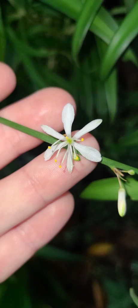 Chlorophytum comosum