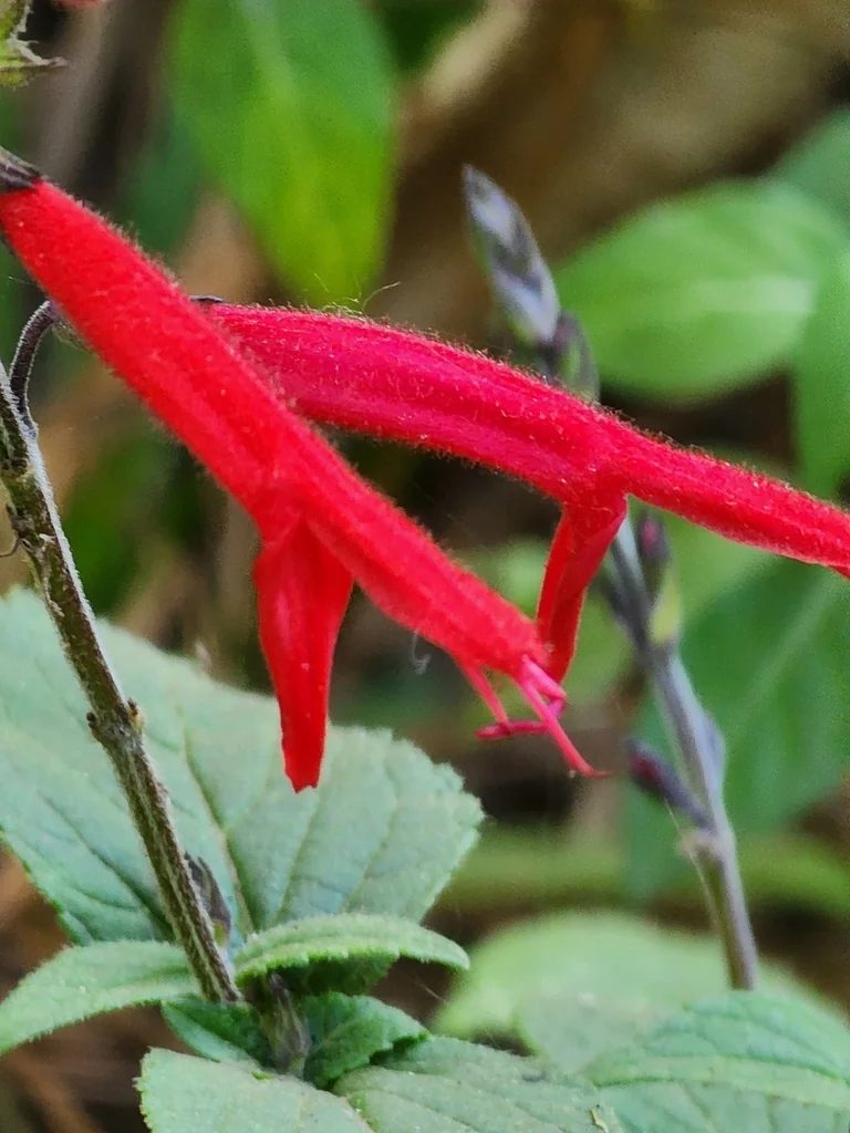 Salvia Elegans