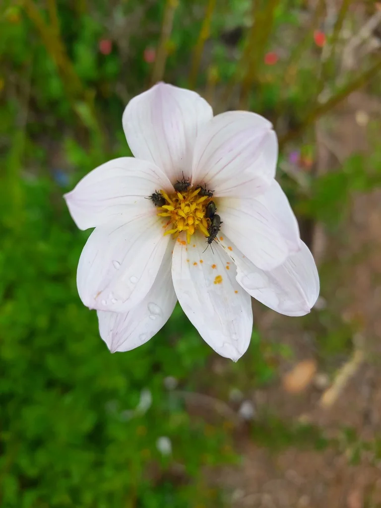 Dahlia Merckii