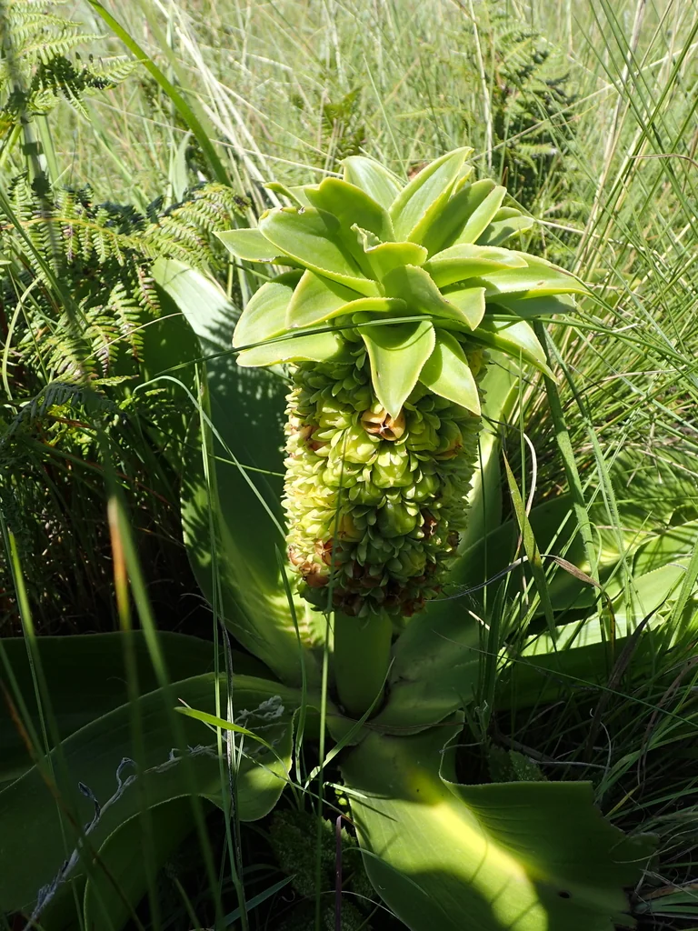 Eucomis Autumnalis